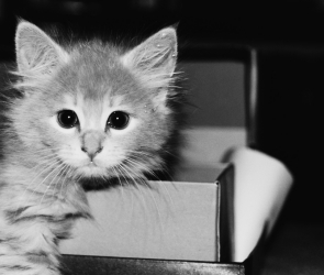 Blank: Kitten in a Box
