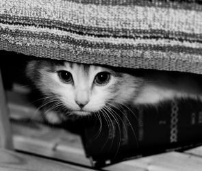 Blank: Kitten on a Shelf