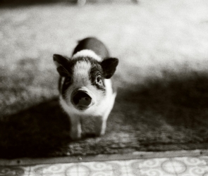 Blank: Piglet