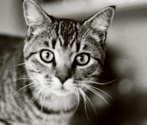 Black: Cat