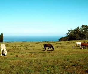 Blank: Horses