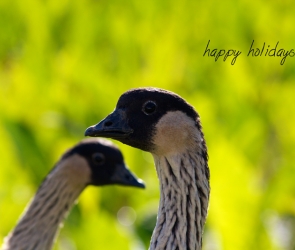 Happy Holidays