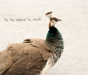 \'Tis the Season to Strutt