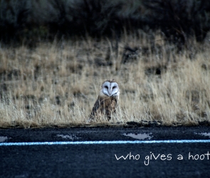 Who gives a hoot?