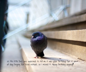 Pigeon Belated Birthday