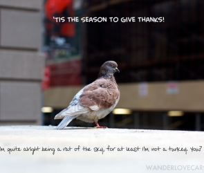 'Tis the Season to give Thanks