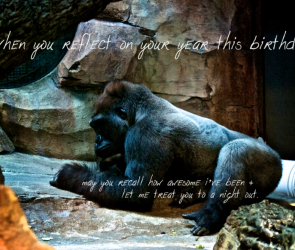 birthday-gorilla